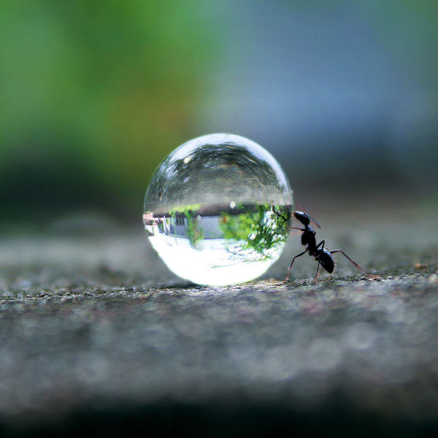 ant_pushing water droplet